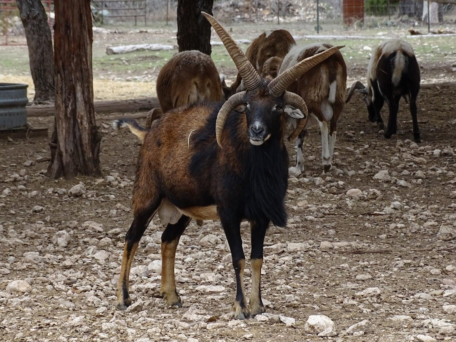 Young Painted Desert Ram Dark Horse Ad Victoriam