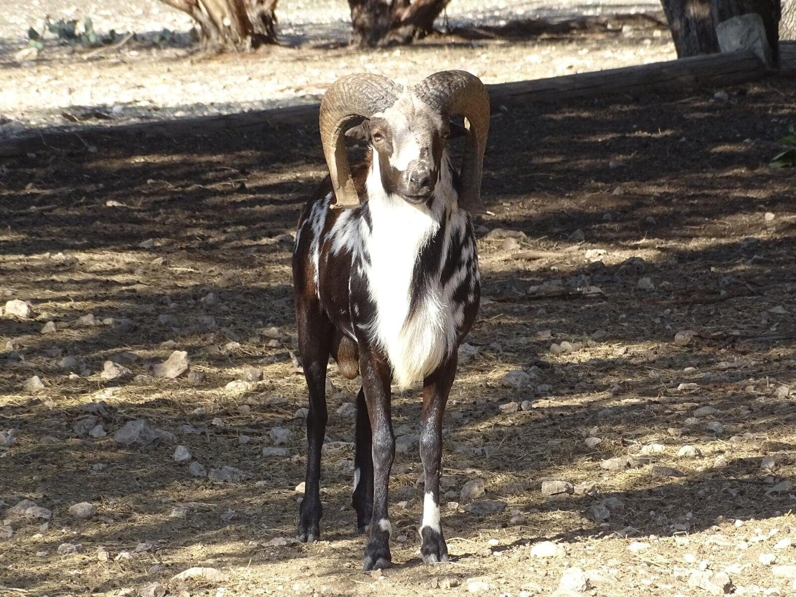 Painted Desert Ram Dark Horse Mercury Rising