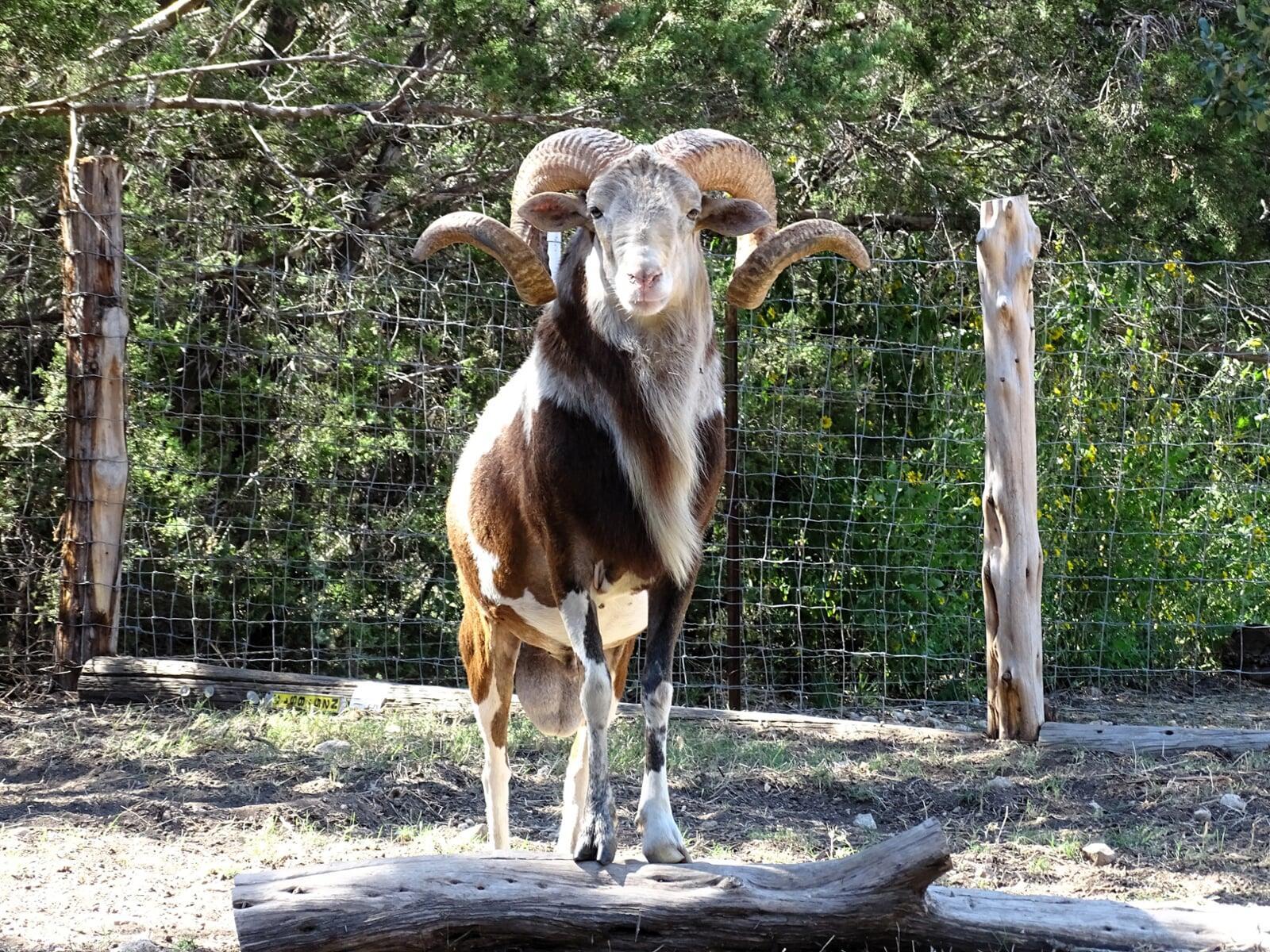 Young Painted Desert Ram Dark Horse Ad Victoriam