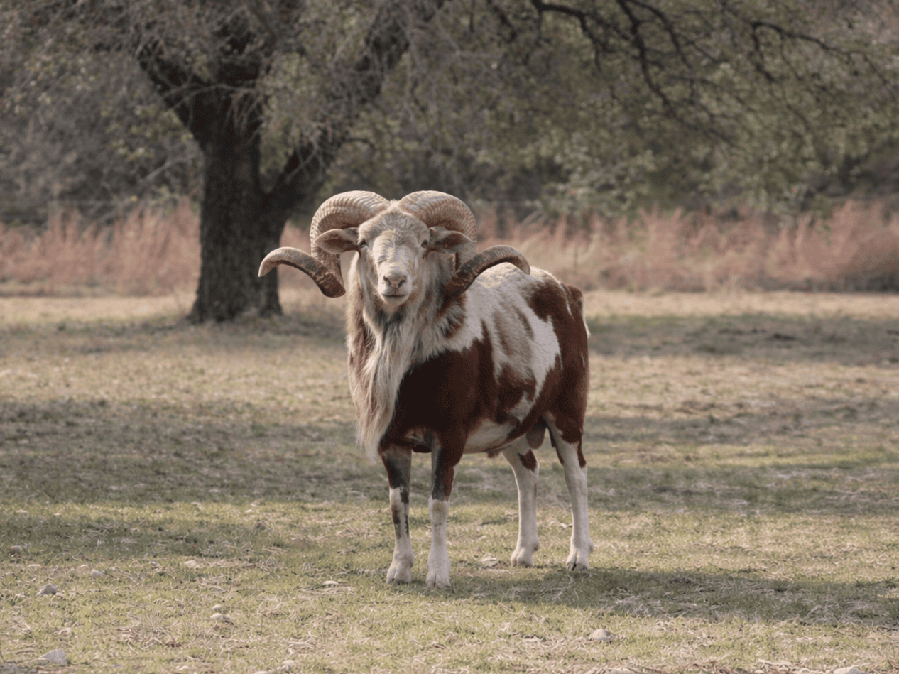 Young Painted Desert Ram Dark Horse Ad Victoriam