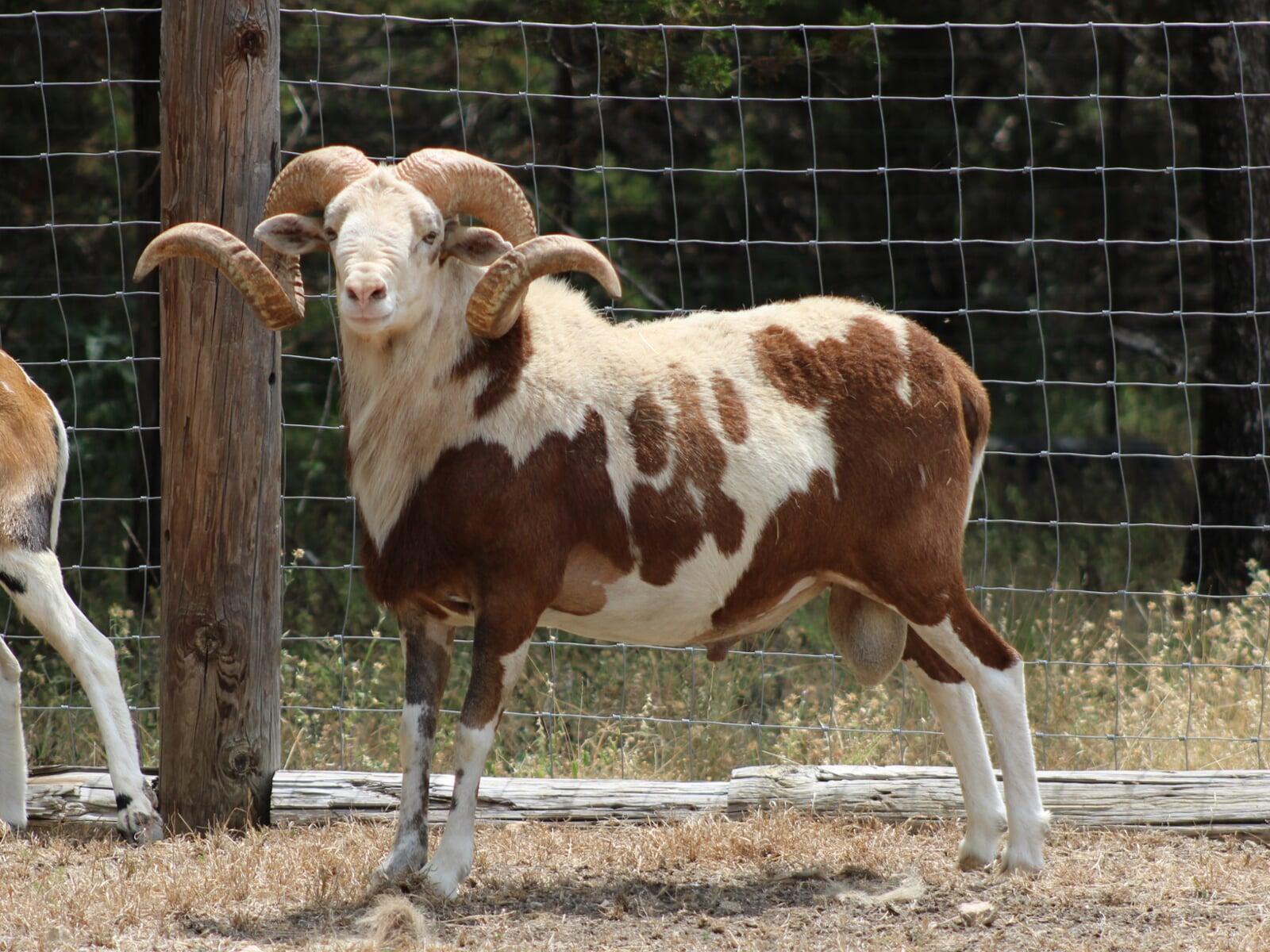 Young Painted Desert Ram Dark Horse Ad Victoriam