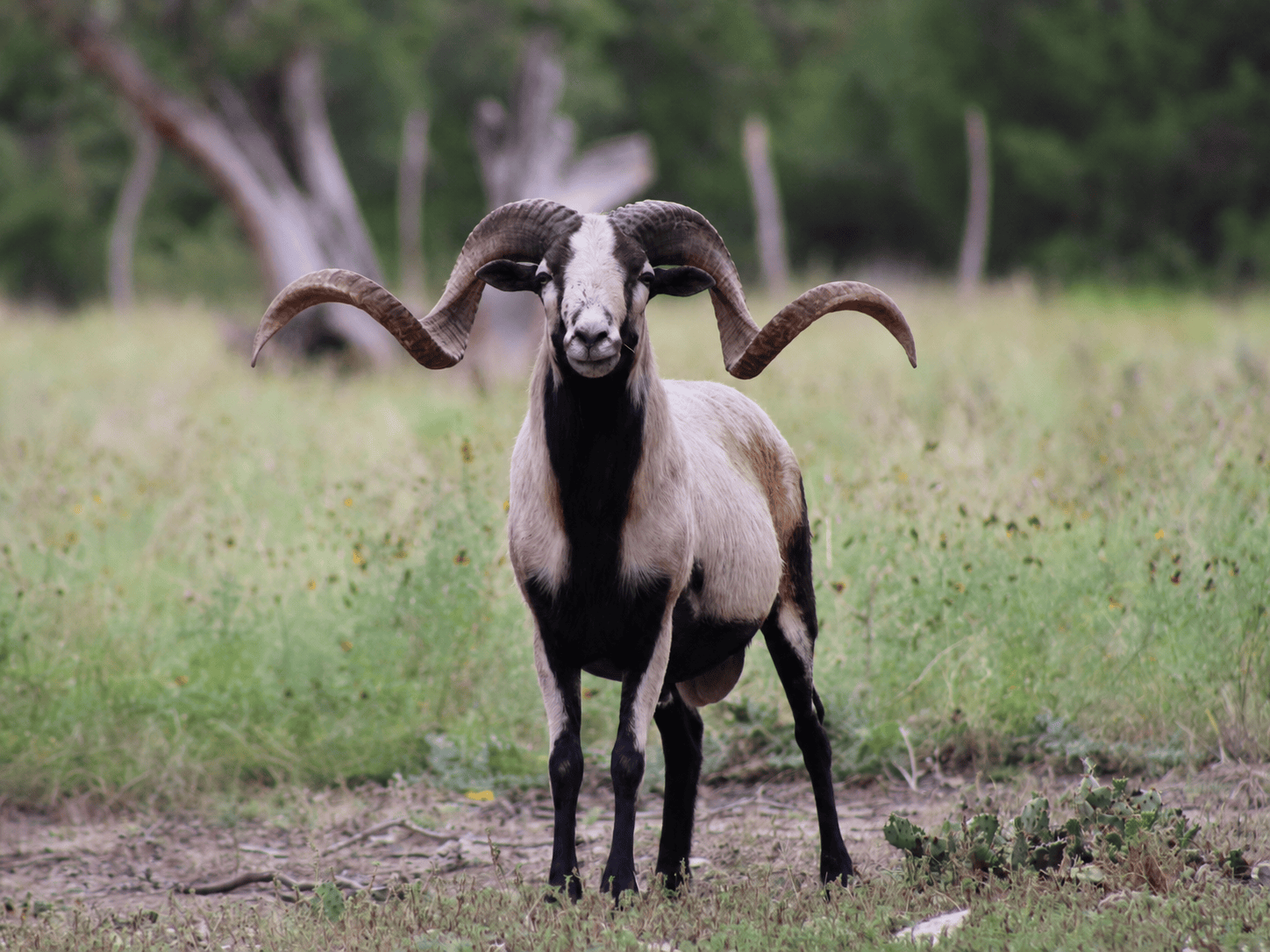 Painted Desert Ram Dark Horse Mercury Rising