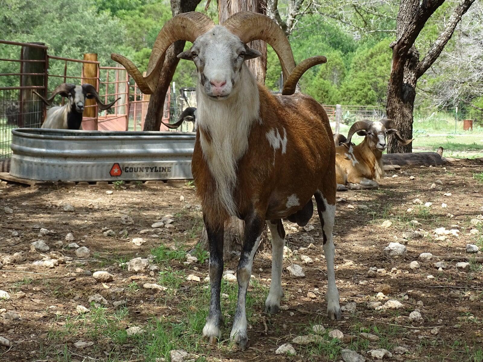 Young Painted Desert Ram Dark Horse Ad Victoriam