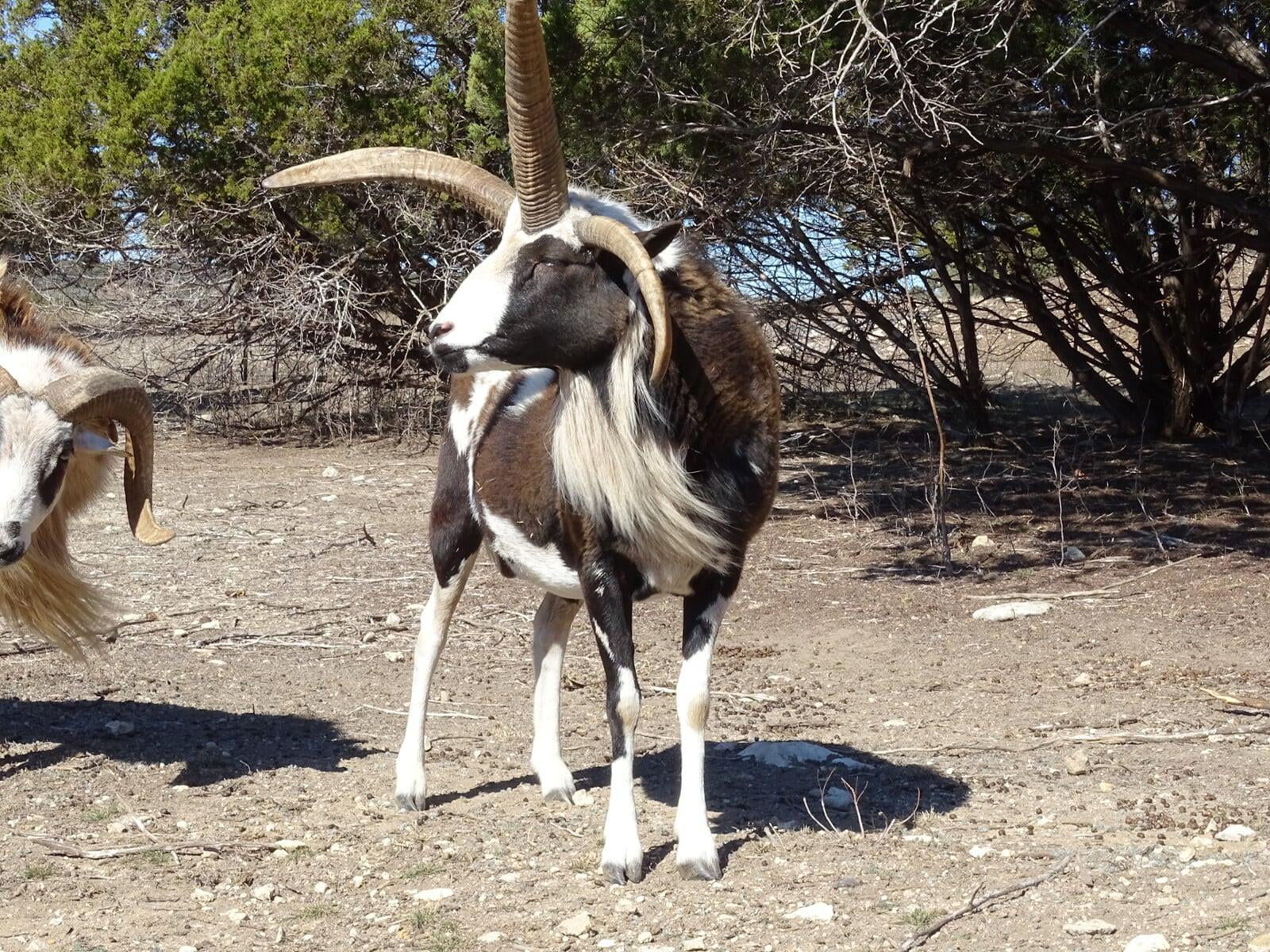 Desert Dragon 4 horned Ram Strains Desert Draco