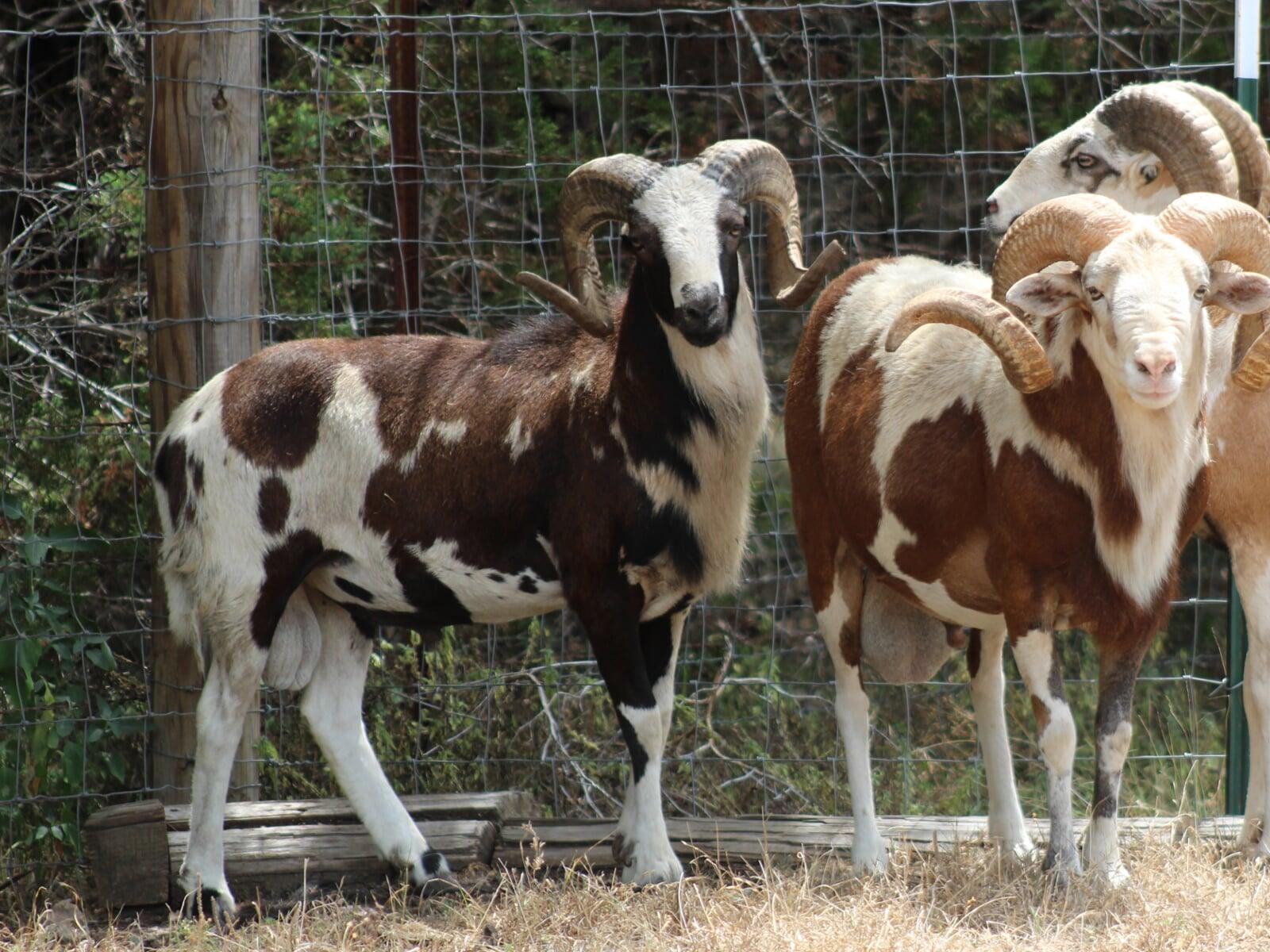 Painted Desert Ram Dark Horse Mercury Rising