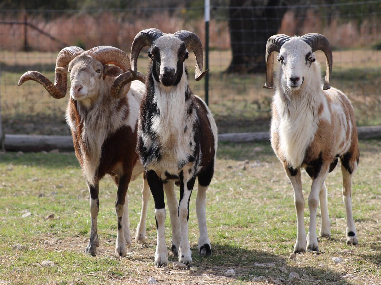 Young Painted Desert Ram Dark Horse Ad Victoriam