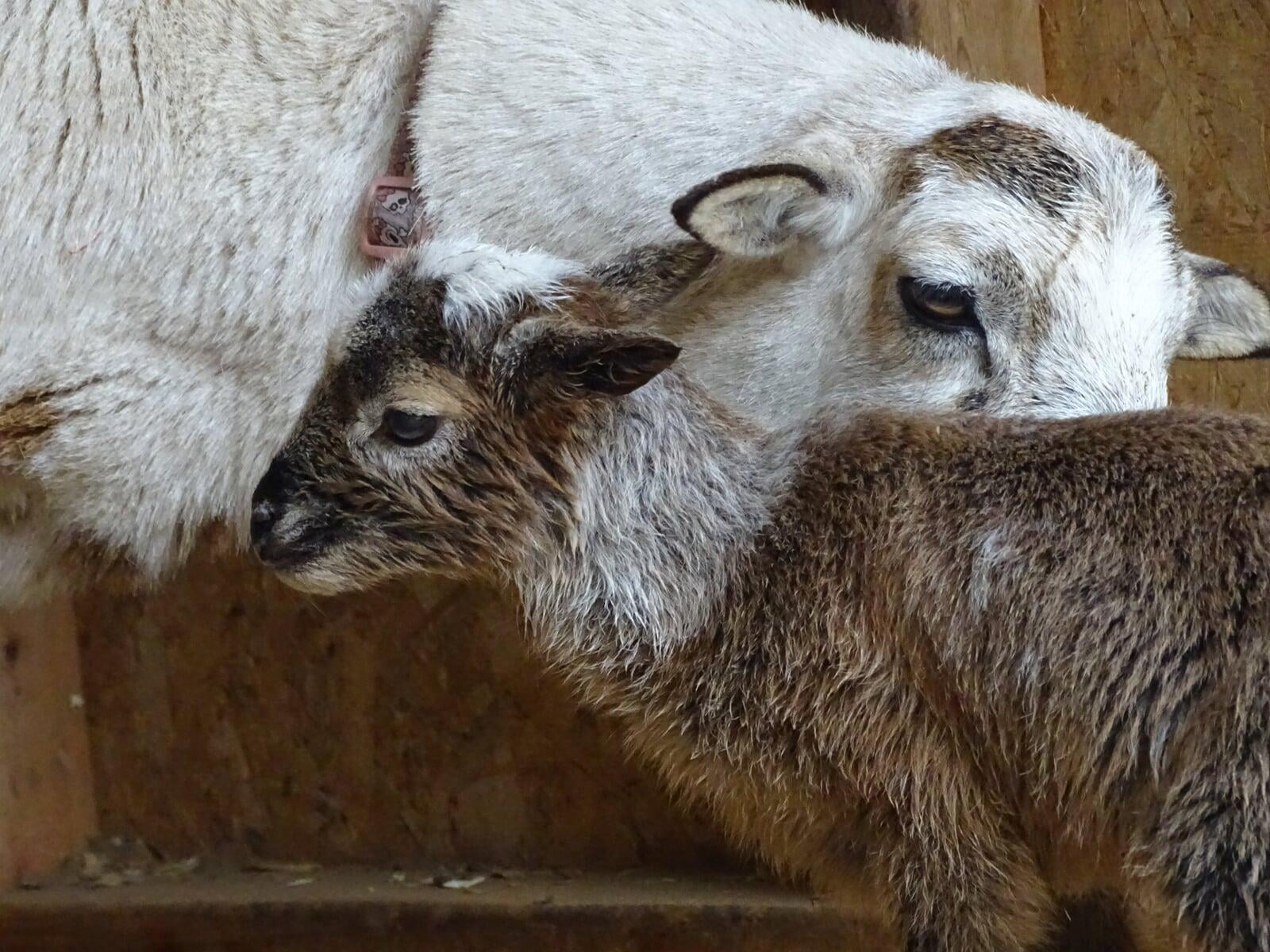 Painted Desert Lambs Dark Horse Showgirl with newborn ewe lamb