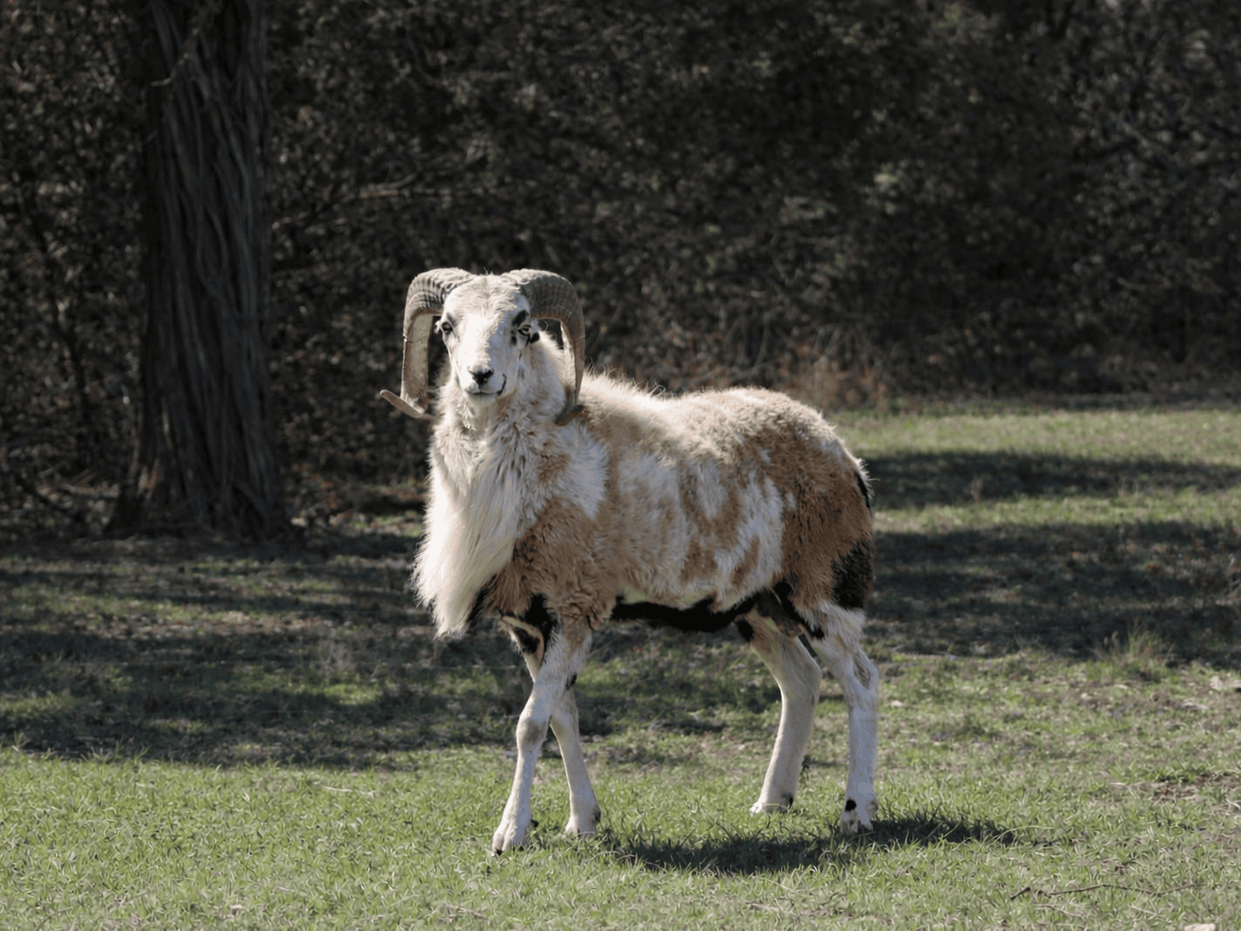 Young Painted Desert Ram Dark Horse Ad Victoriam