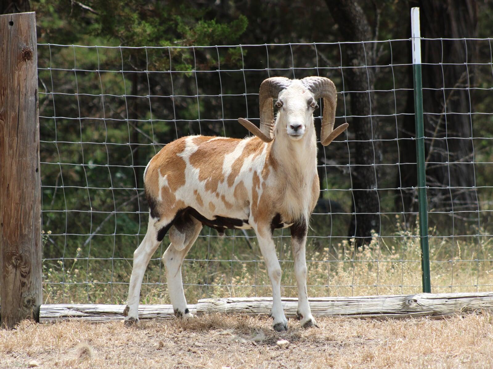 Young Painted Desert Ram Dark Horse Ad Victoriam