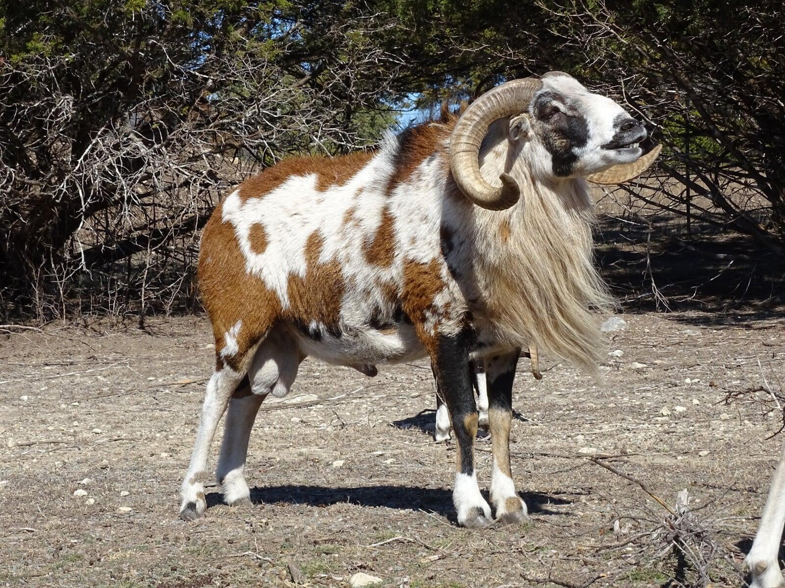Painted Desert Ram Dark Horse Maverick