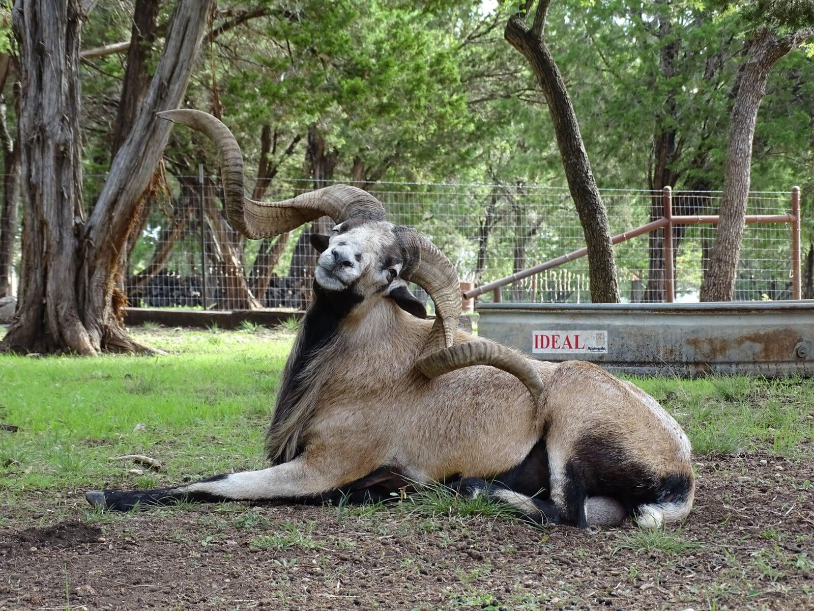 Painted Desert Breeder Rams Dark Horse Mercury Rising