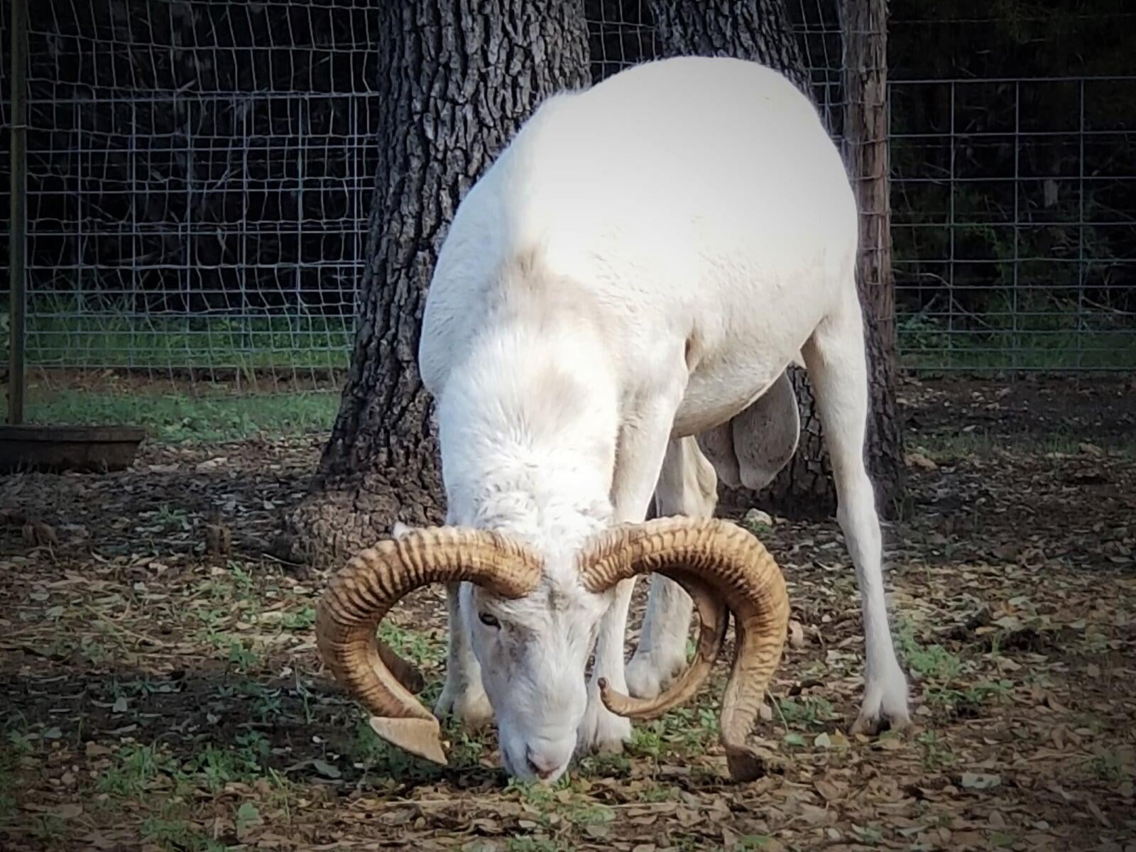 Desert Dragon 4 horned Ram Chey White Lightning