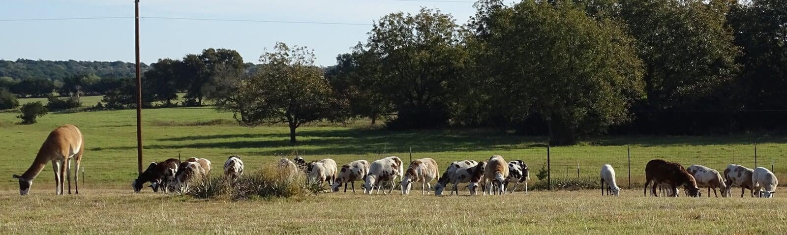 Dark Horse Ranch Painted Desert Sheep