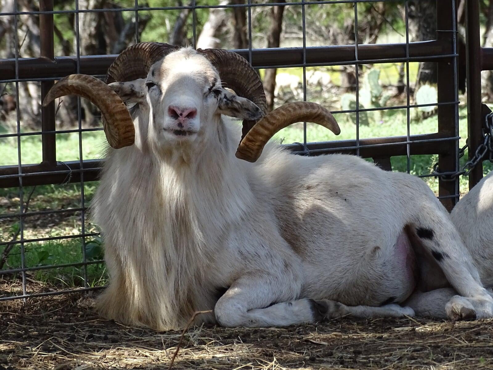 Painted Desert Ram Blackwoods Patron