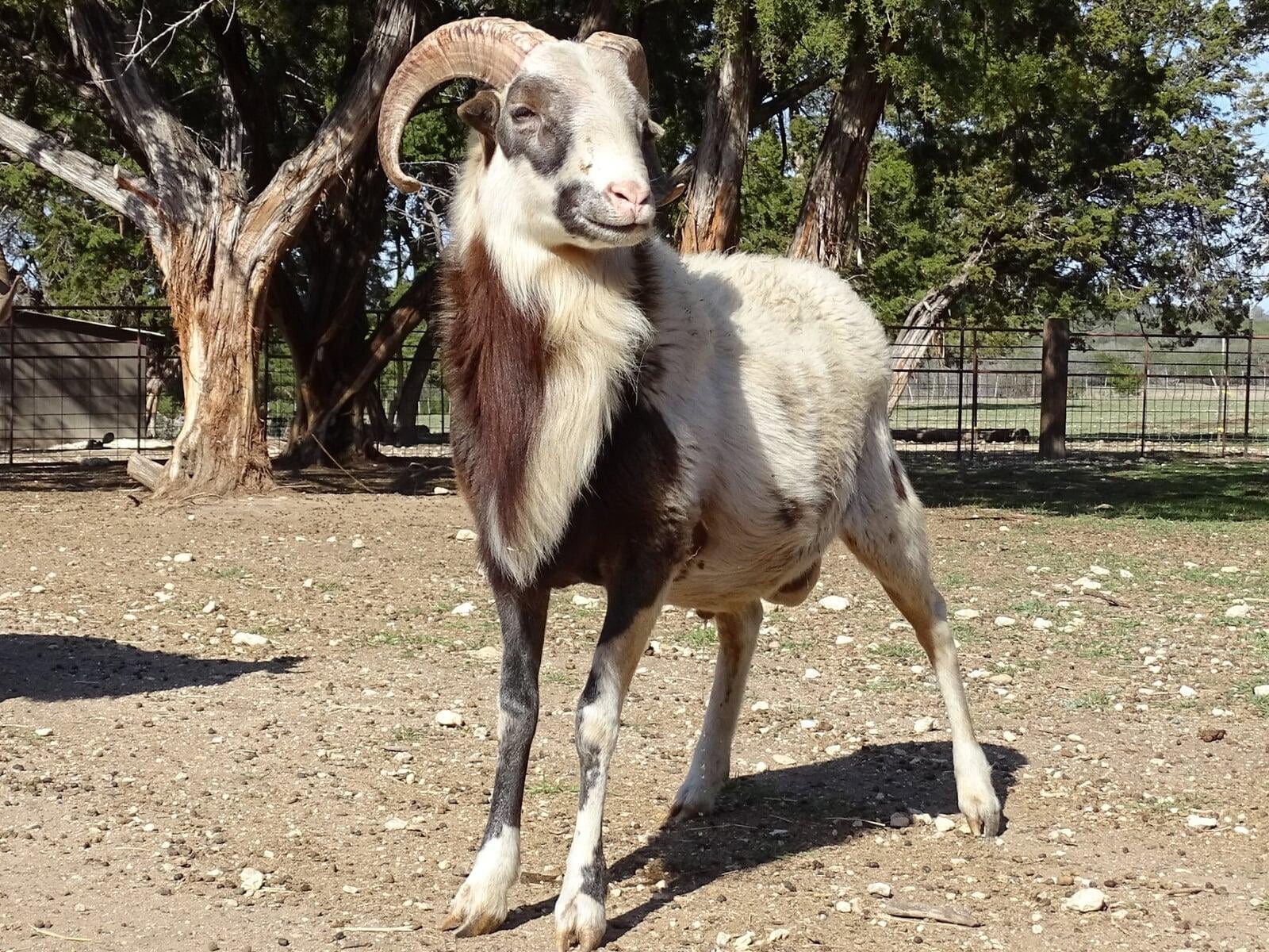 Young Painted Desert Ram Dark Horse Ad Victoriam