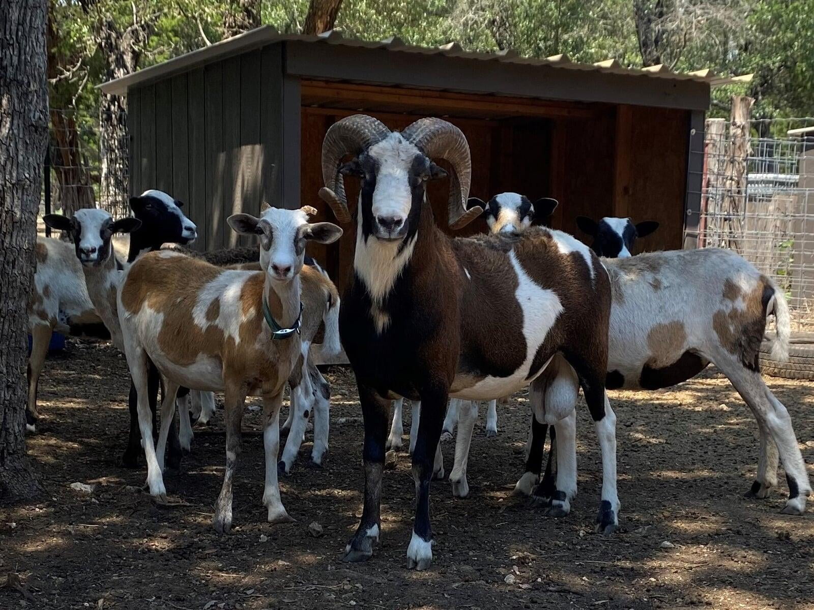 Young Painted Desert Ram Alvizo Ranch Puck