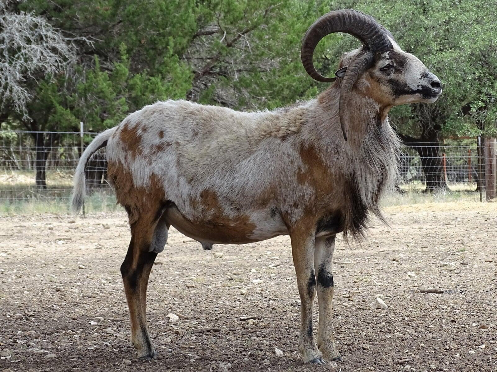 Young Painted Desert Ram Alvizo Ranch Puck