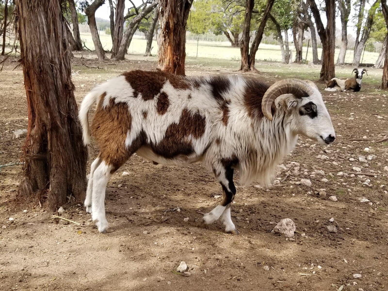 Young Painted Desert Ram Dark Horse Vane