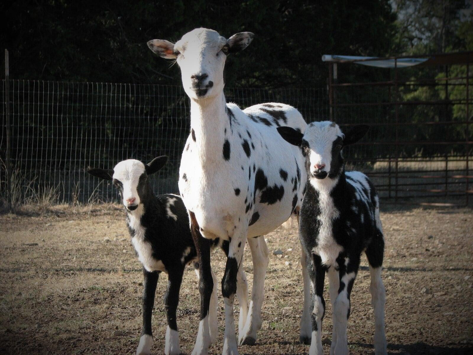 Painted Desert Breeder Ewes Strains Splash with twin lambs